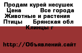 Продам курей несушек › Цена ­ 350 - Все города Животные и растения » Птицы   . Брянская обл.,Клинцы г.